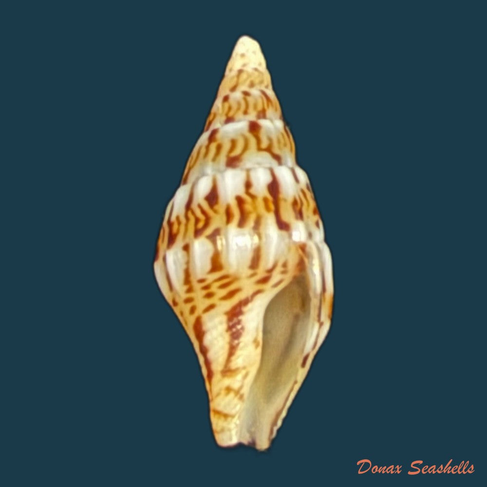 anachis-fauroti-jousseaume-1888-12-7mm-copia