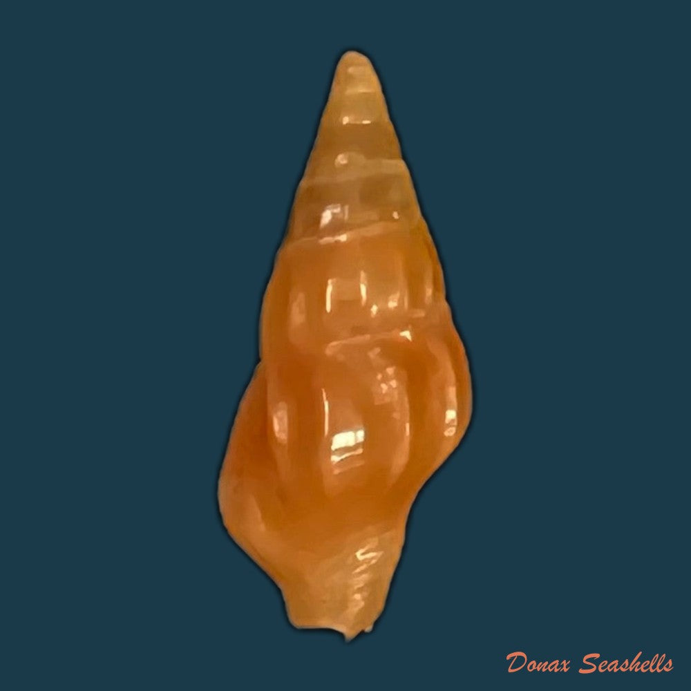 anachis-lyrata-g-b-sowerby-i-1832-15-6mm-copia