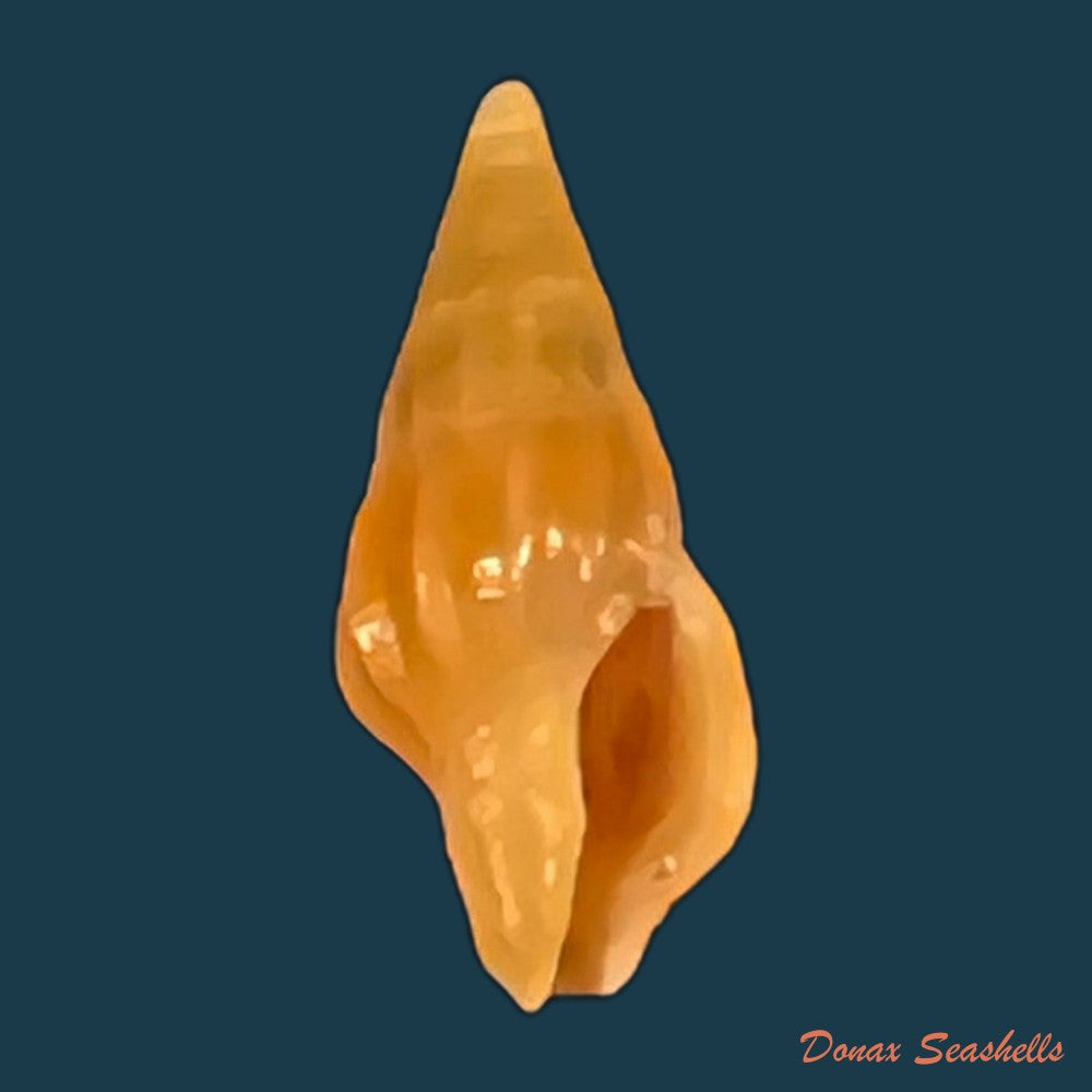 anachis-lyrata-g-b-sowerby-i-1832-15-6mm-copia
