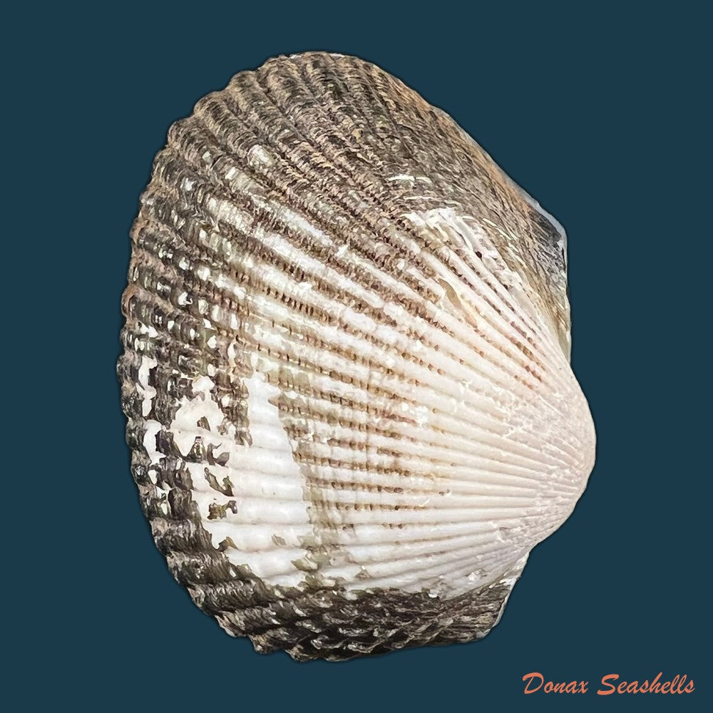anadara-brasiliana-lamarck-1819-27-6mm-copia