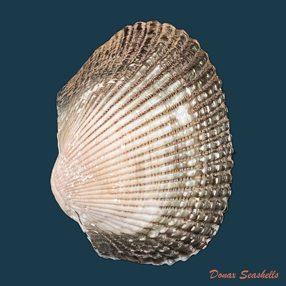 anadara-brasiliana-lamarck-1819-27-6mm-copia