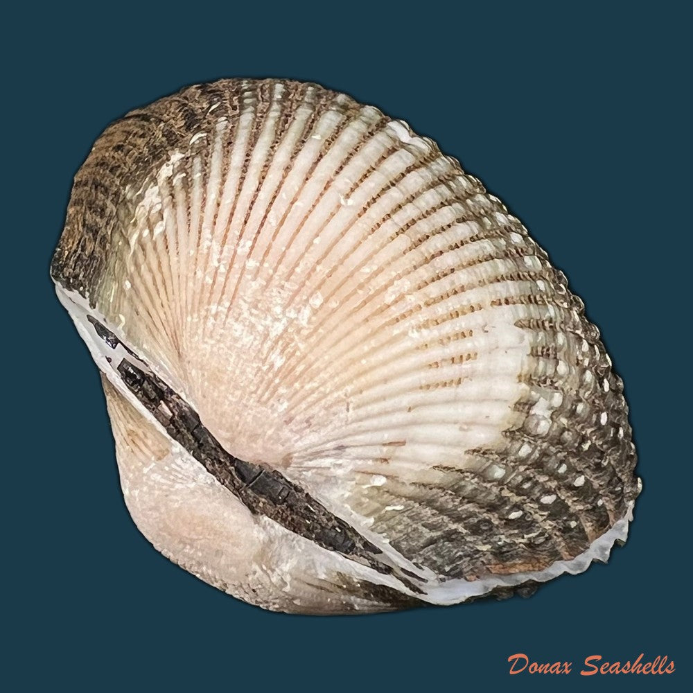 anadara-brasiliana-lamarck-1819-27-6mm-copia