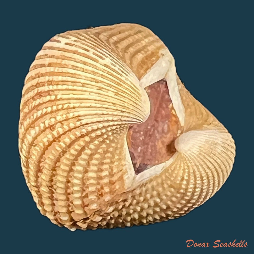 anadara-brasiliana-lamarck-1819-30-9mm-copia