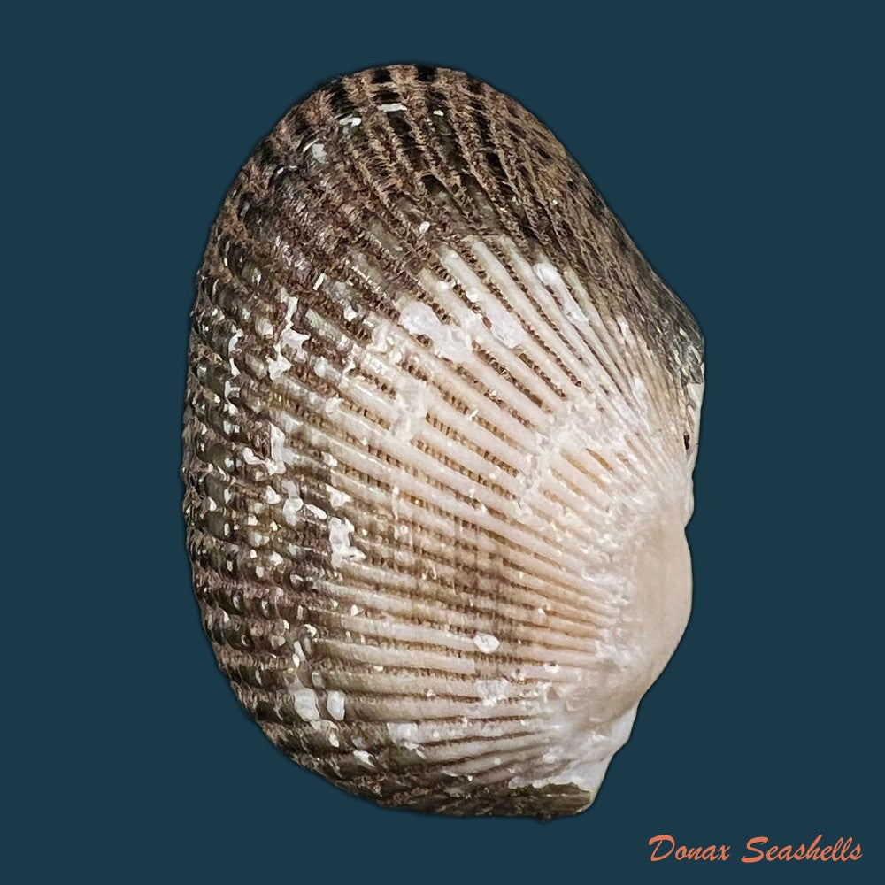 anadara-labiosa-g-b-sowerby-i-1833-45-1mm-copia