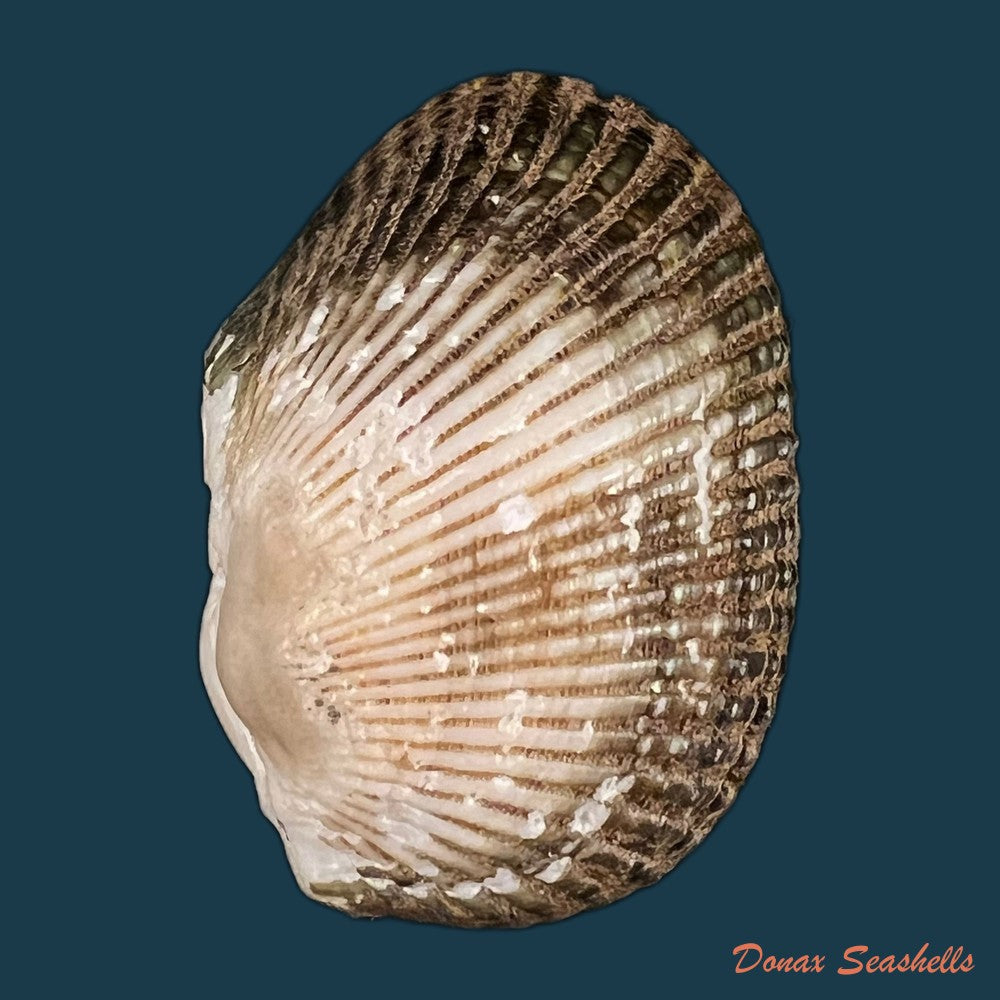 anadara-labiosa-g-b-sowerby-i-1833-45-1mm-copia