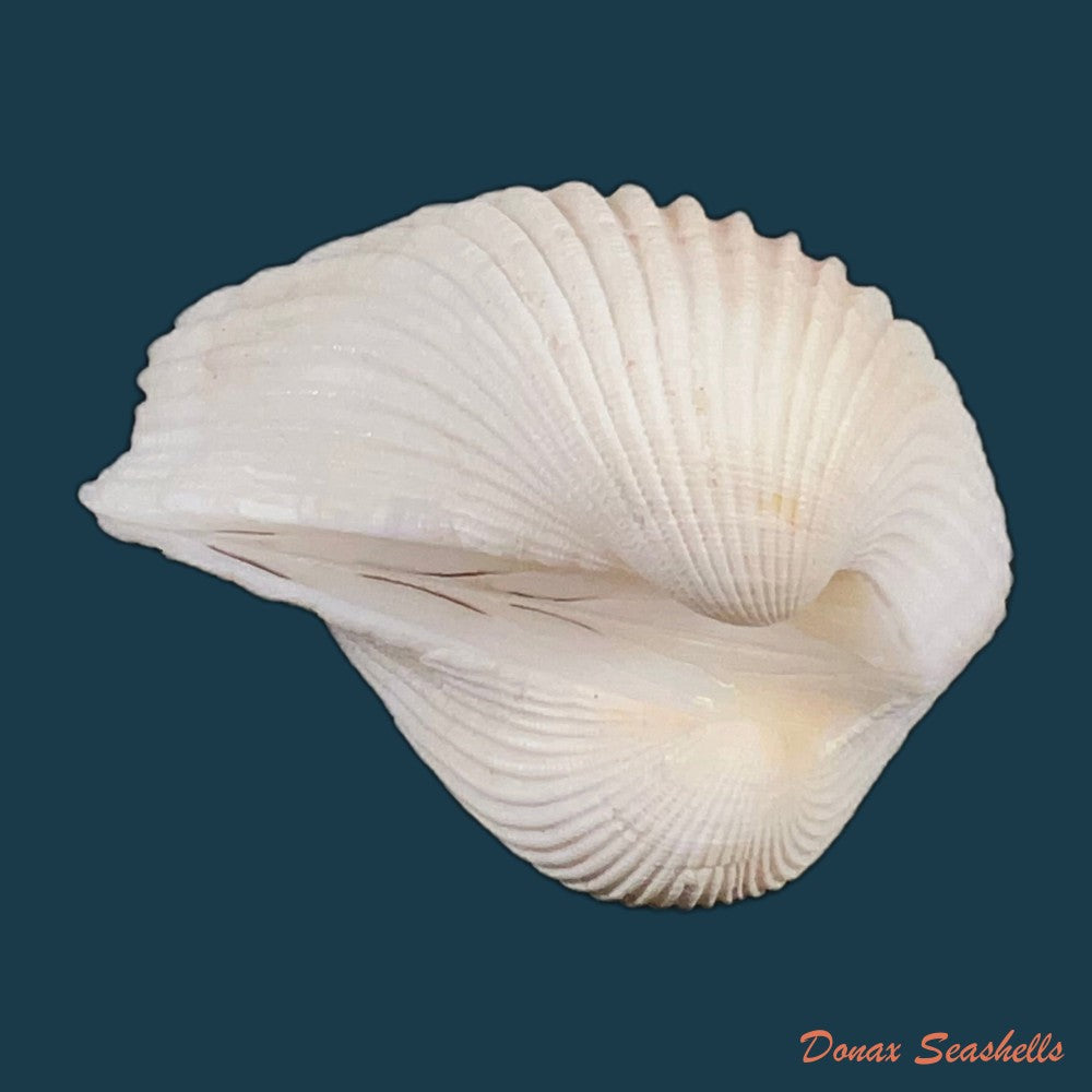anadara-notabilis-roding-1798-55-1mm-copia