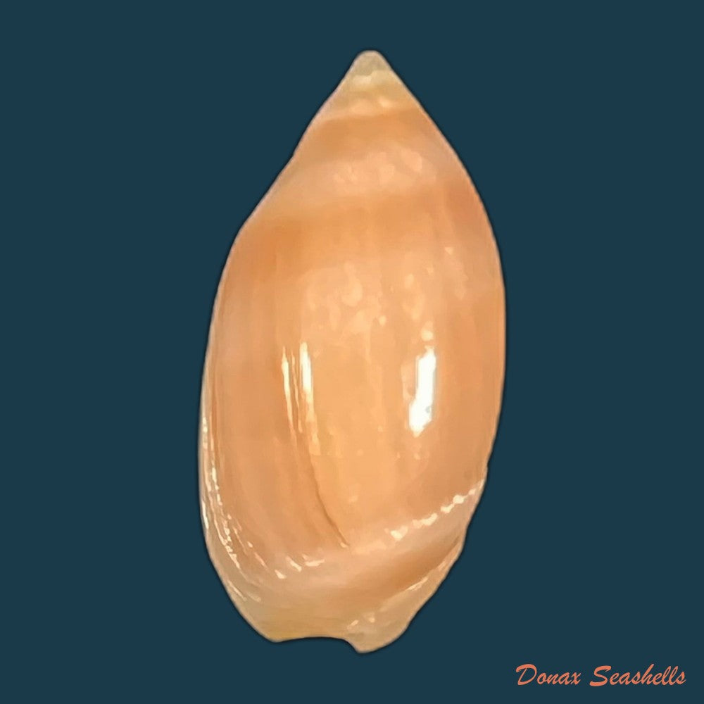 ancilla-matthewsi-j-q-burch-r-l-burch-1967-22-3mm-copia