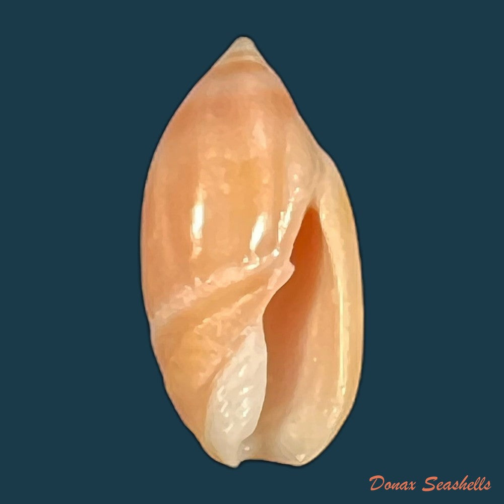ancilla-matthewsi-j-q-burch-r-l-burch-1967-22-3mm-copia