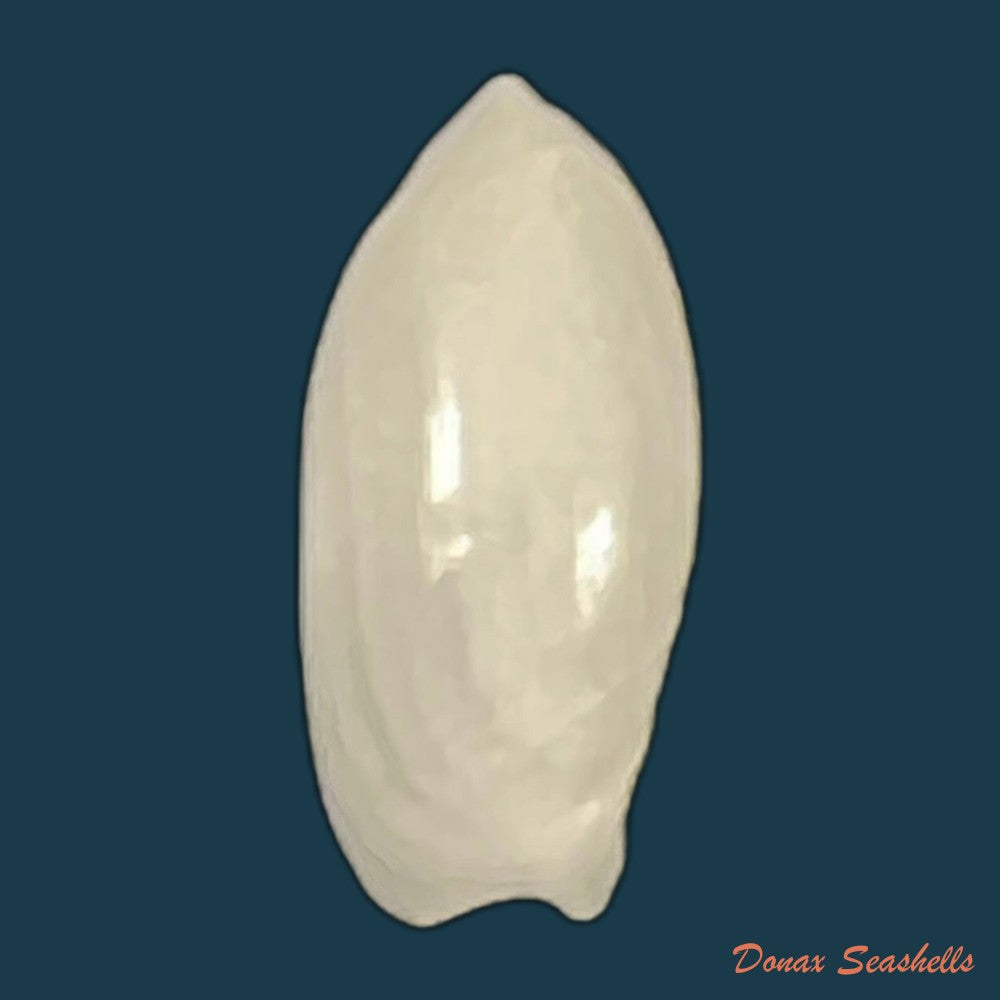 ancilla-ventricosa-lamarck-1811-21-3mm-copia-1