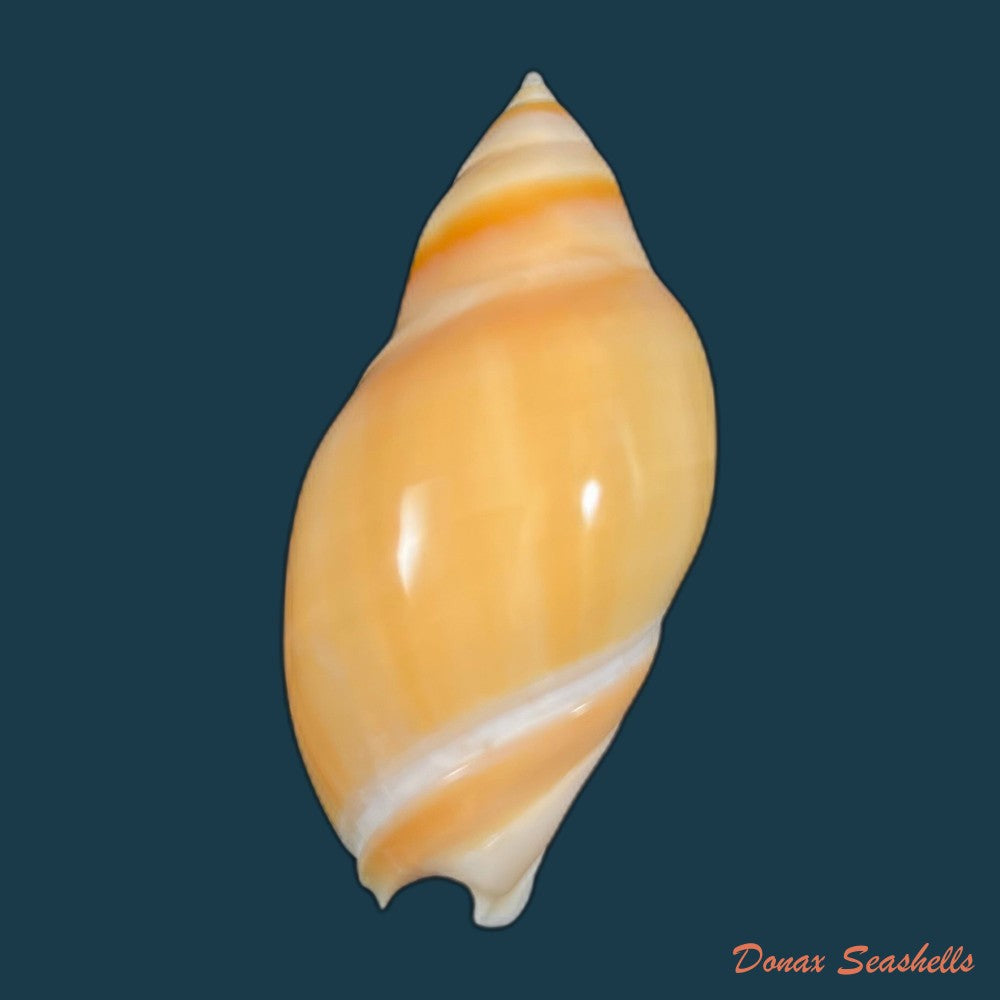 ancilla-ventricosa-lamarck-1811-21-3mm-copia