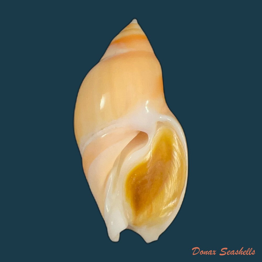 ancilla-ventricosa-lamarck-1811-21-3mm-copia
