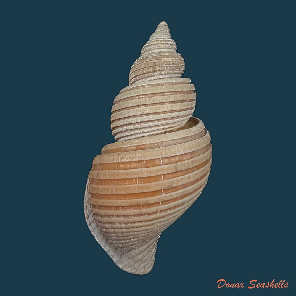 ancistrolepis-vietnamensis-sirenko-goryachev-1990-78-8mm-copia-1