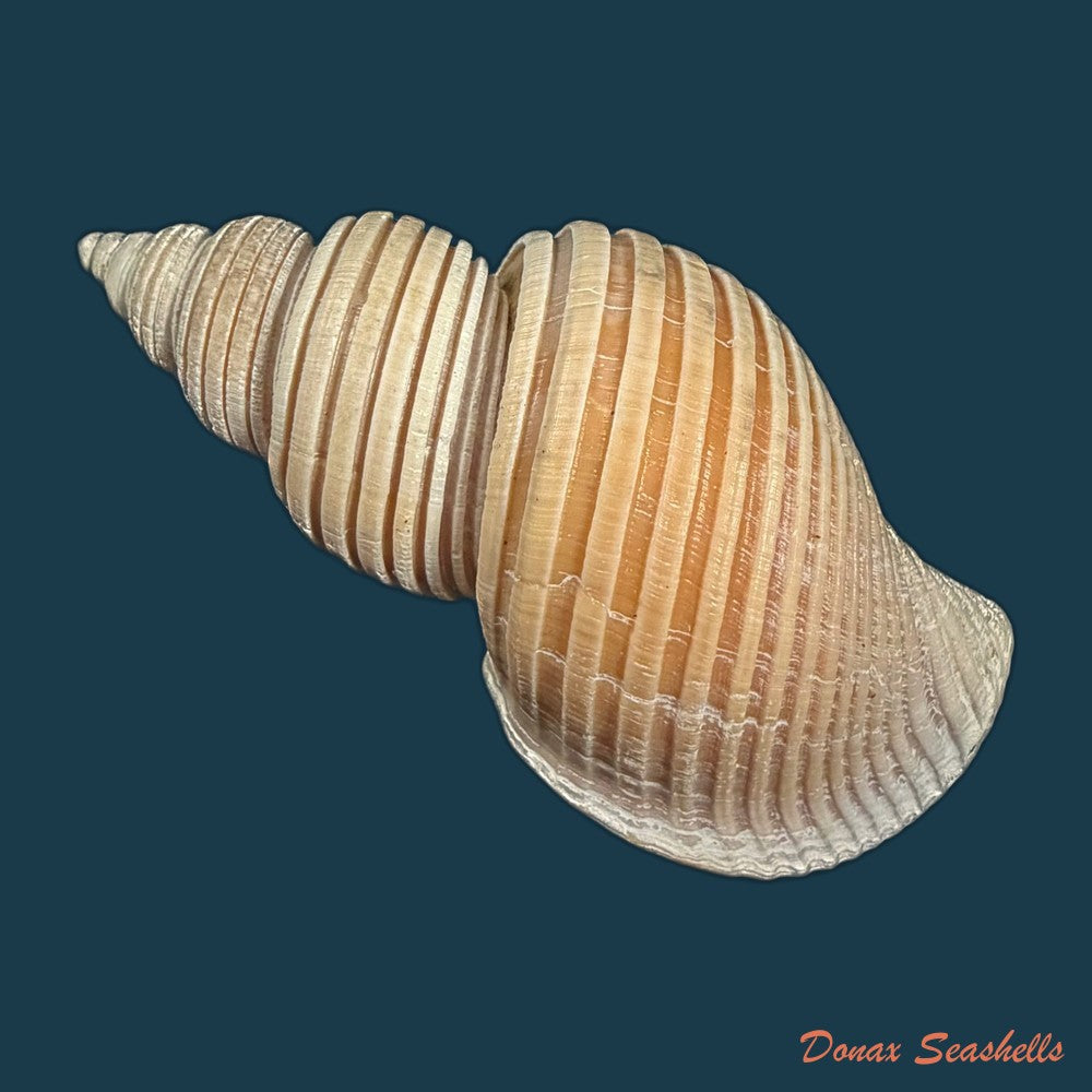 ancistrolepis-vietnamensis-sirenko-goryachev-1990-78-8mm-copia-1