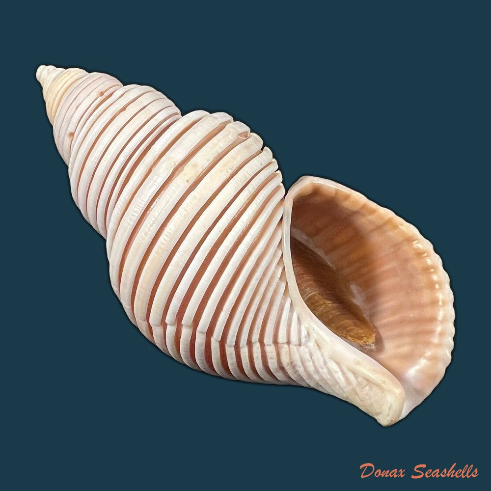 ancistrolepis-vietnamensis-sirenko-goryachev-1990-78-8mm-copia