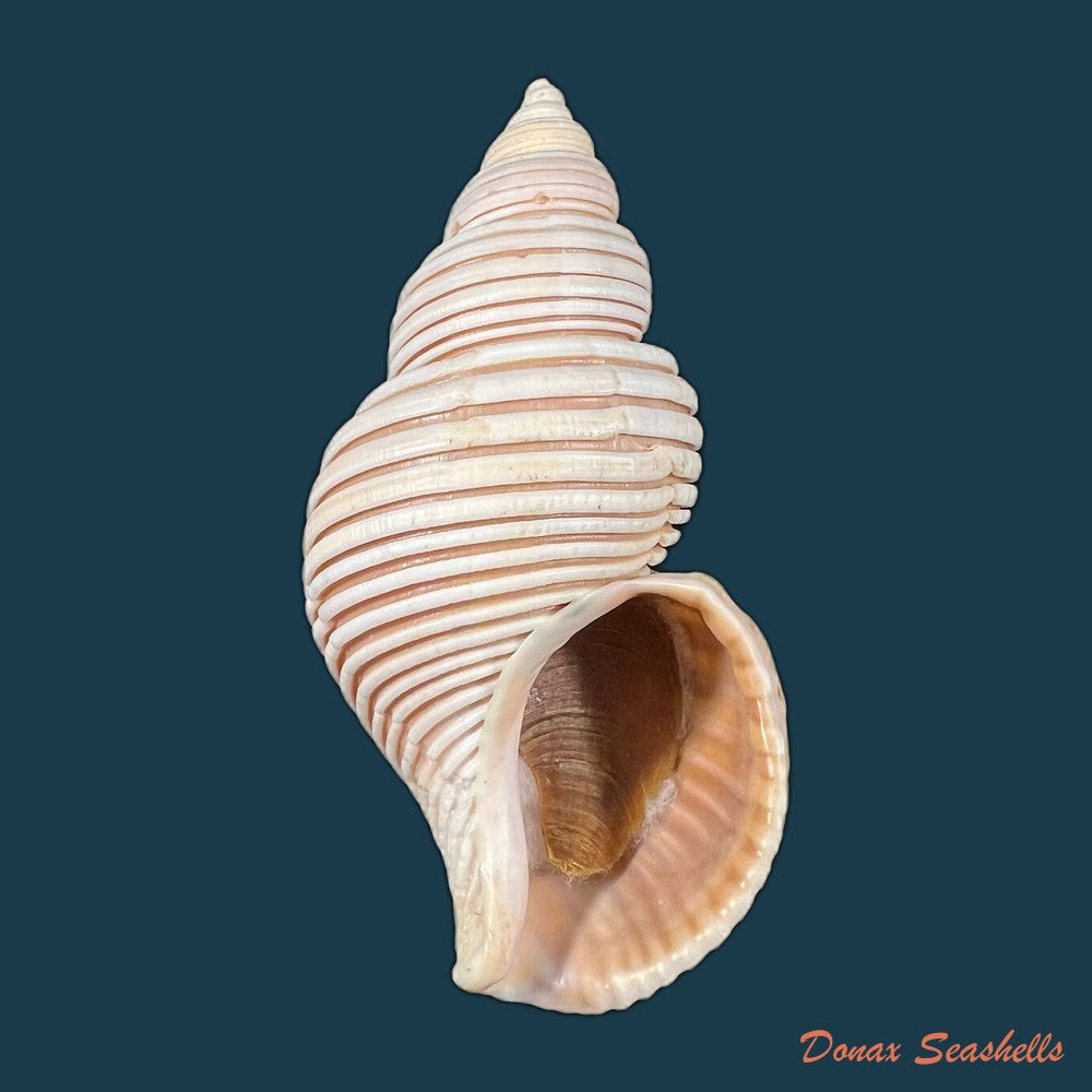 ancistrolepis-vietnamensis-sirenko-goryachev-1990-78-8mm-copia