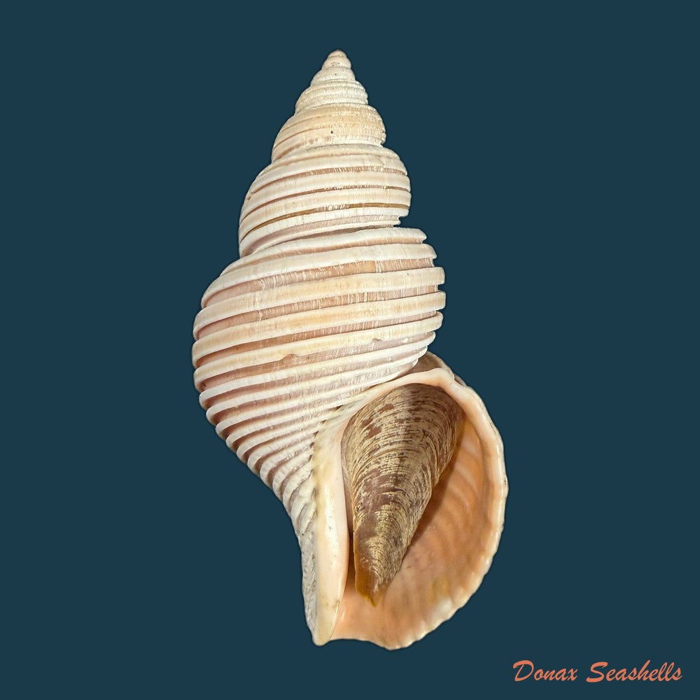 ancistrolepis-vietnamensis-sirenko-goryachev-1990-85-5mm-copia