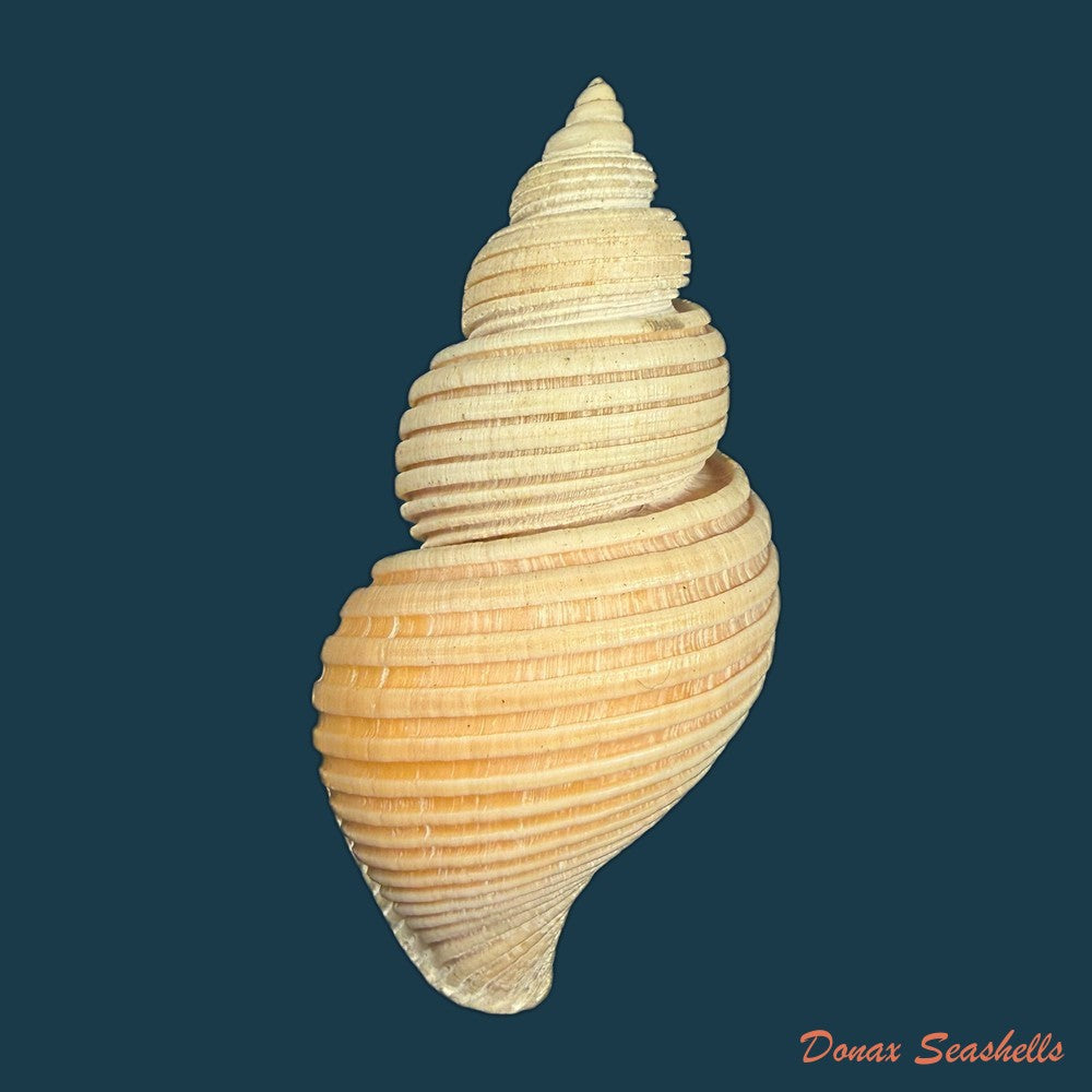 ancistrolepis-vietnamensis-sirenko-goryachev-1990-91-7mm-copia