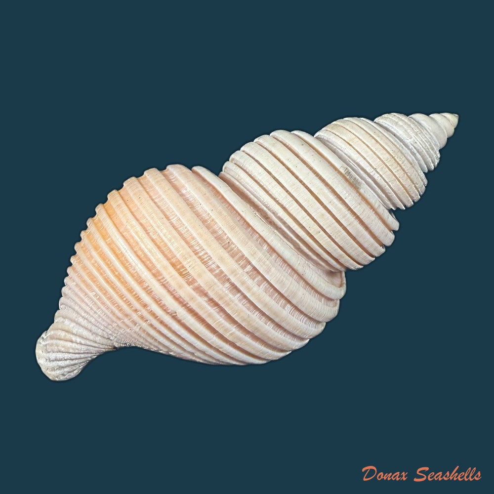 ancistrolepis-vietnamensis-sirenko-goryachev-1990-91-7mm-copia