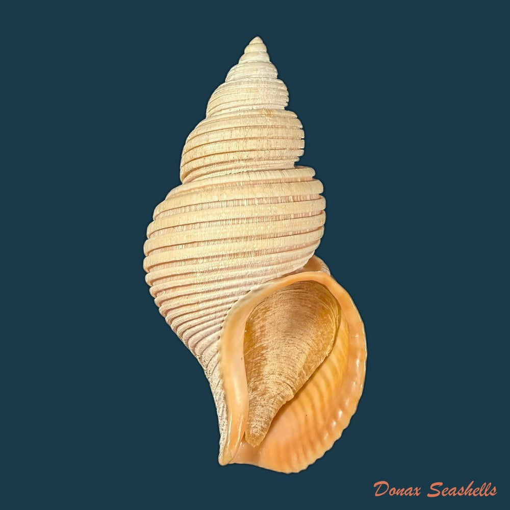 ancistrolepis-vietnamensis-sirenko-goryachev-1990-91-7mm-copia