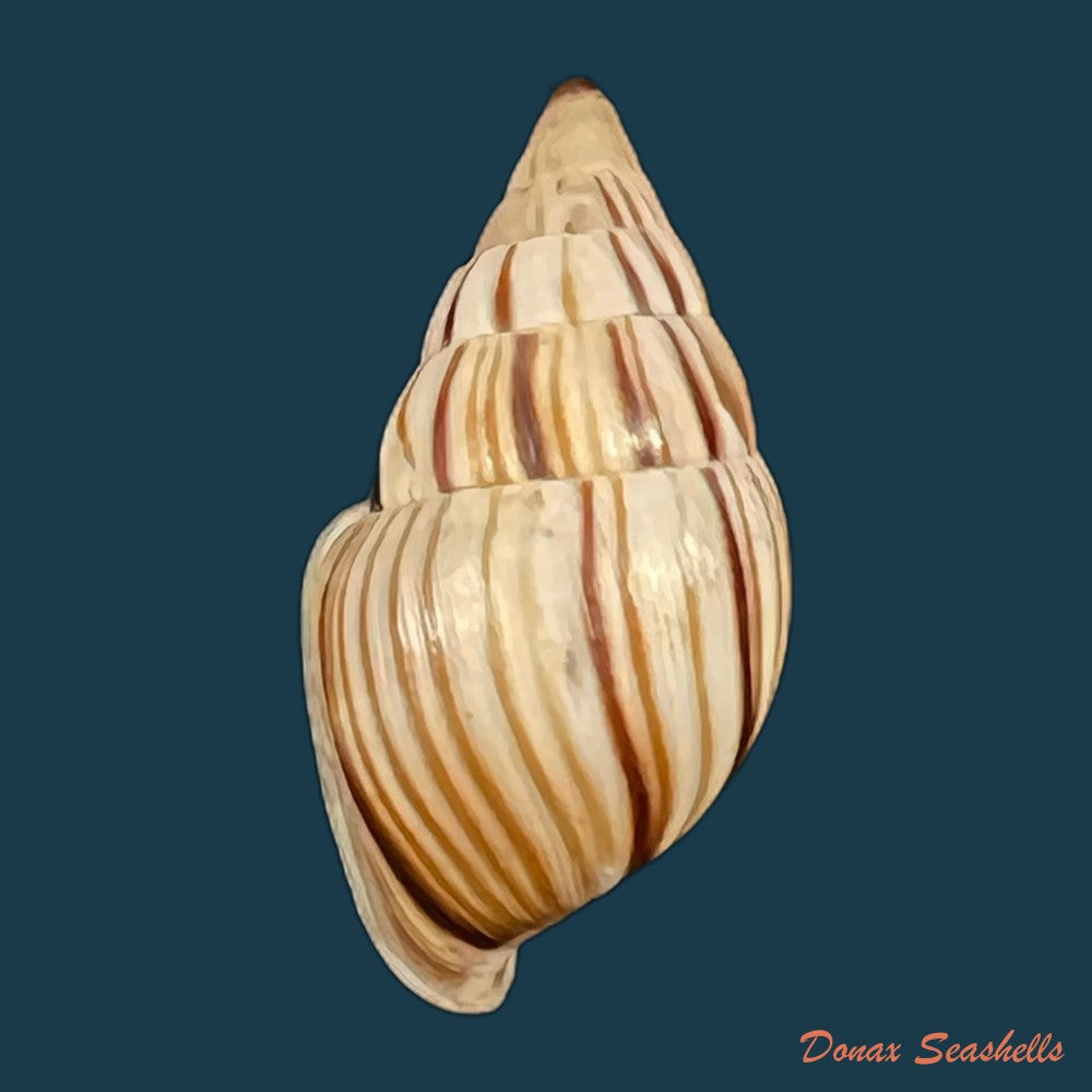 anctus-angiostomus-j-a-wagner-1827-22-1mm-copia