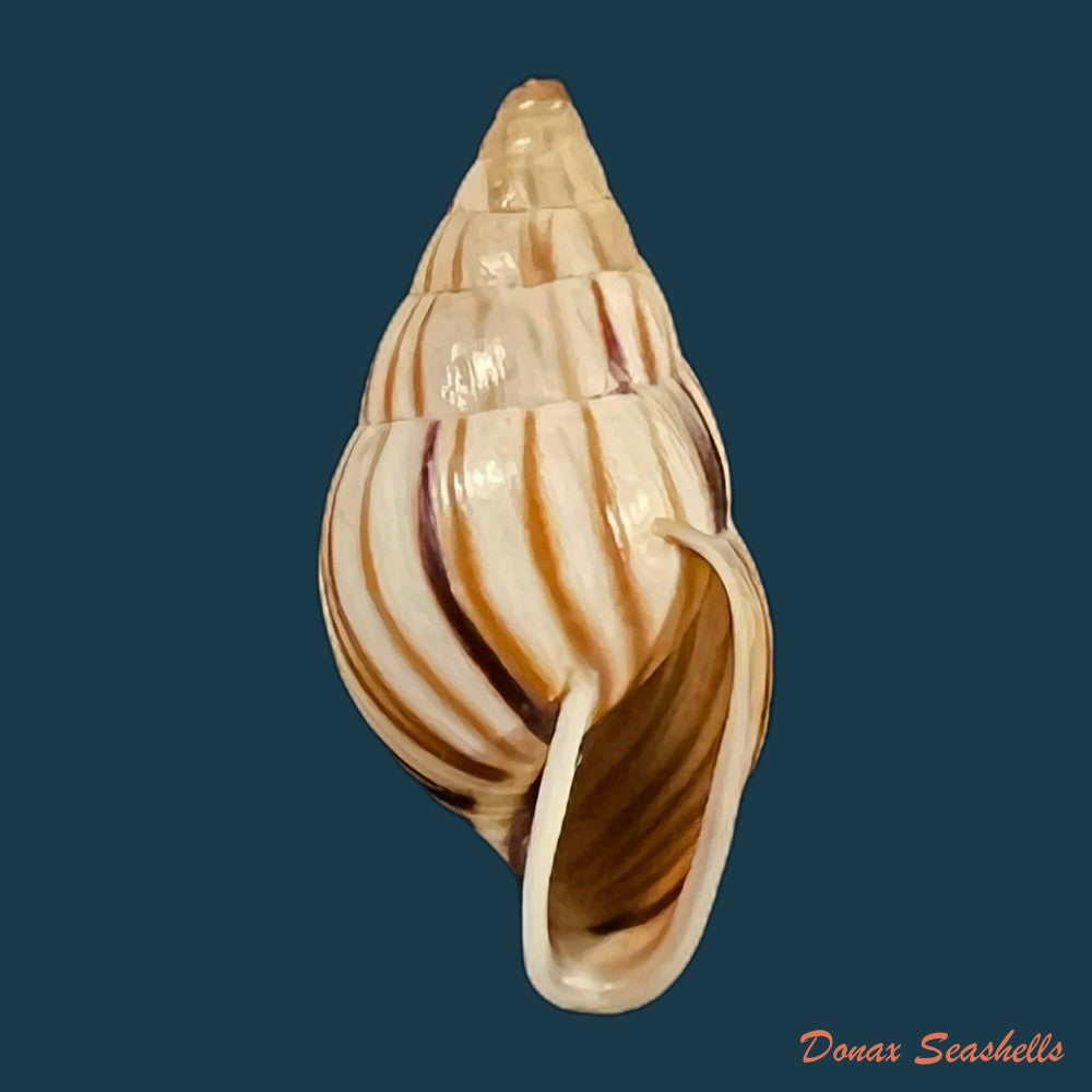 anctus-angiostomus-j-a-wagner-1827-22-1mm-copia