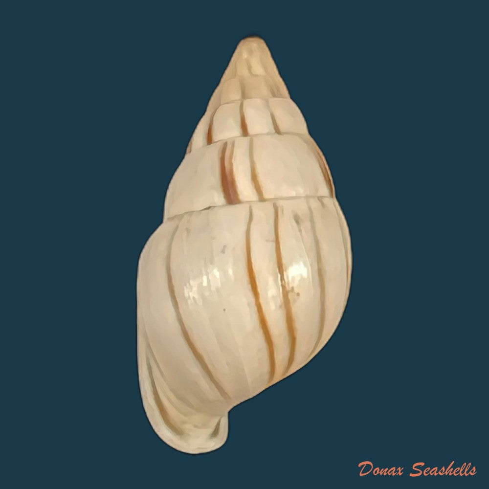 anctus-angiostomus-j-a-wagner-1827-22-8mm-copia