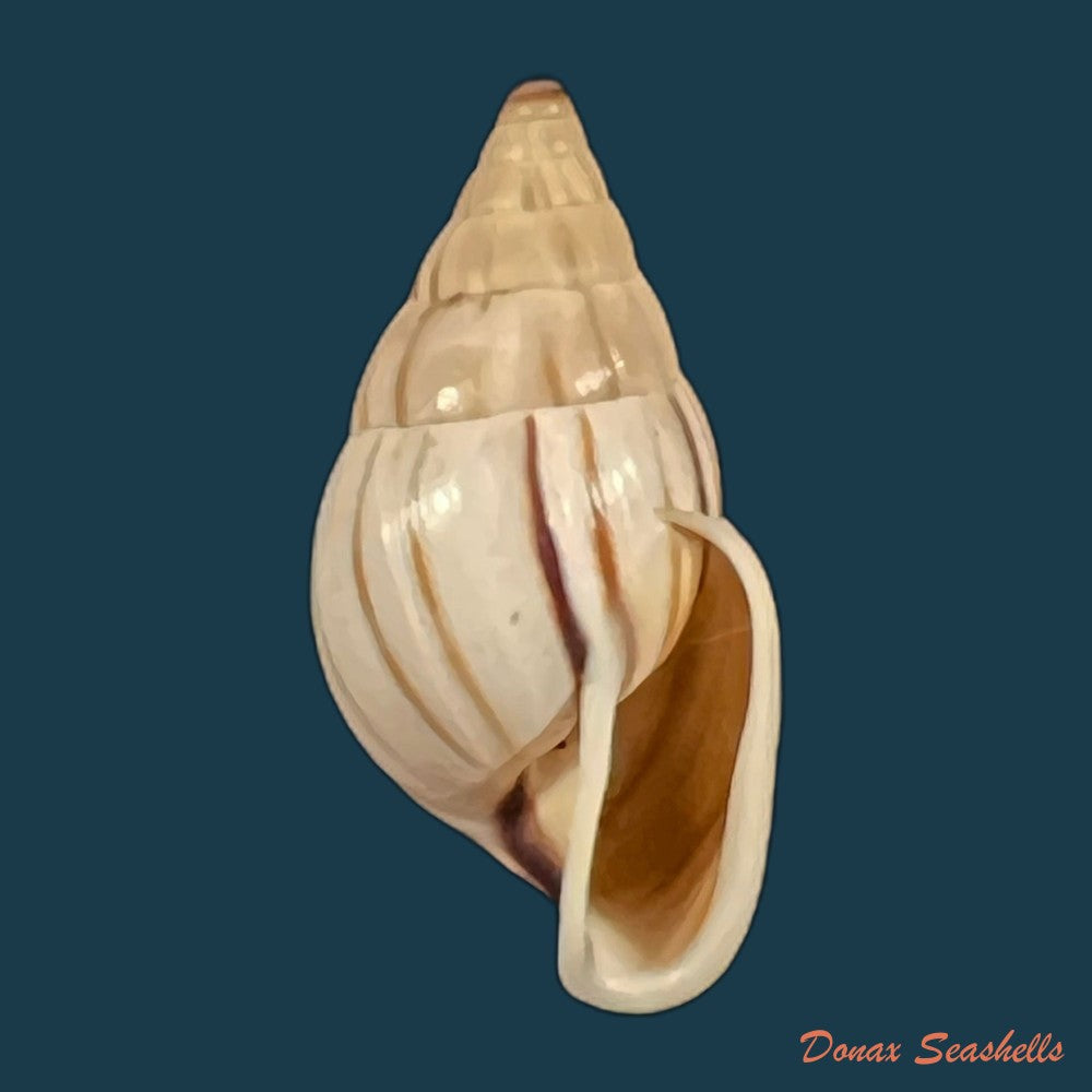 anctus-angiostomus-j-a-wagner-1827-22-8mm-copia