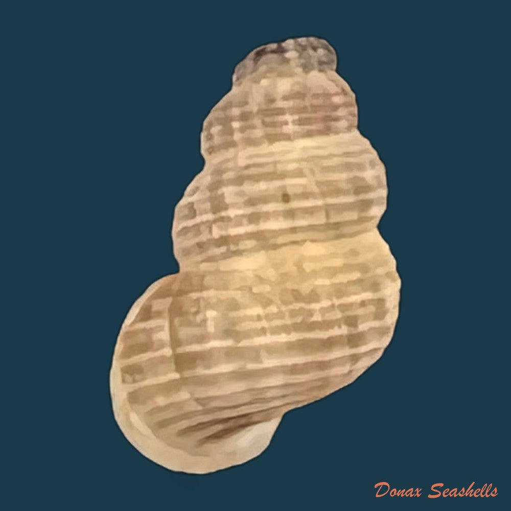 anctus-angiostomus-j-a-wagner-1827-23-1mm-copia