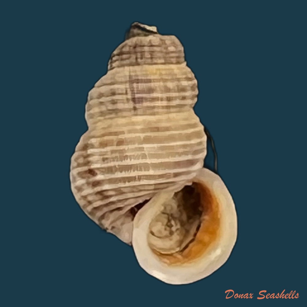 anctus-angiostomus-j-a-wagner-1827-23-1mm-copia