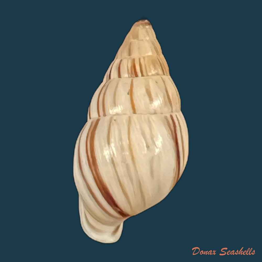 anctus-angiostomus-j-a-wagner-1827-25-1mm-copia