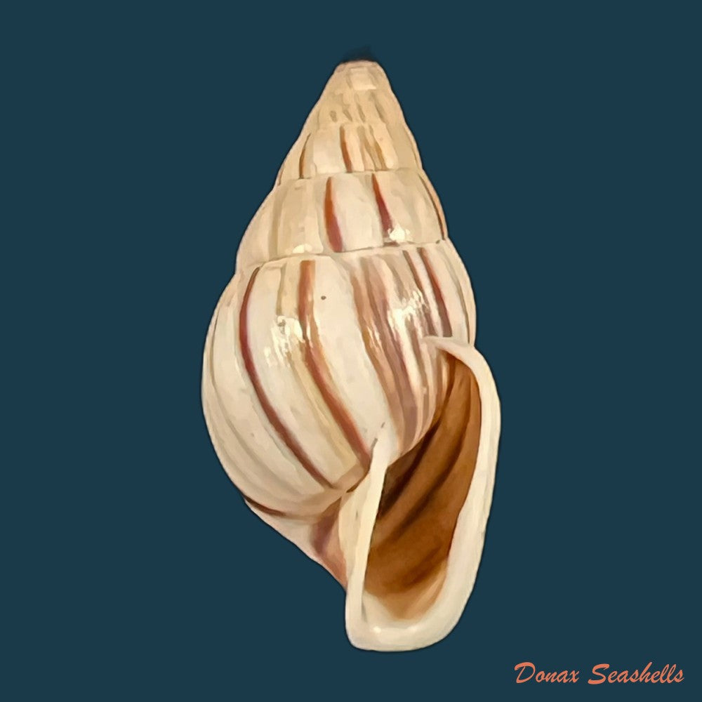 anctus-angiostomus-j-a-wagner-1827-25-1mm-copia