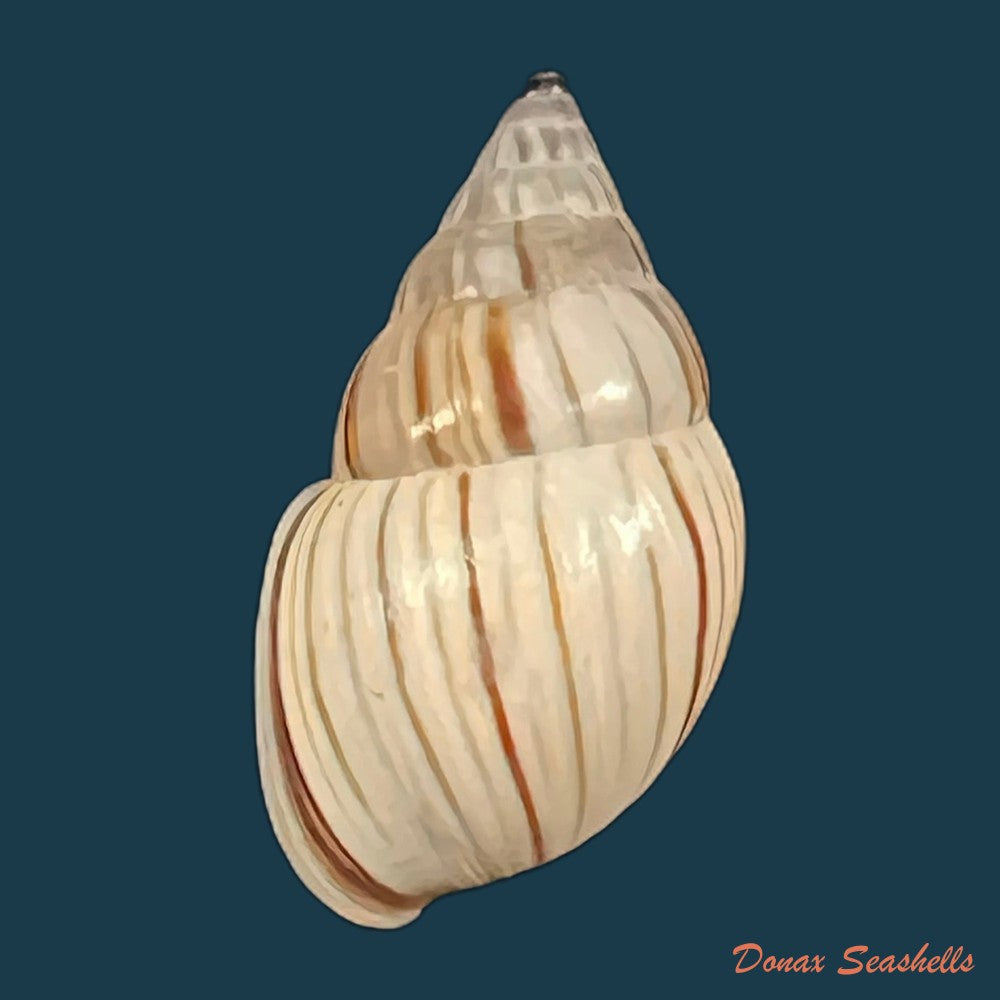 anctus-angiostomus-j-a-wagner-1827-25-5mm-copia