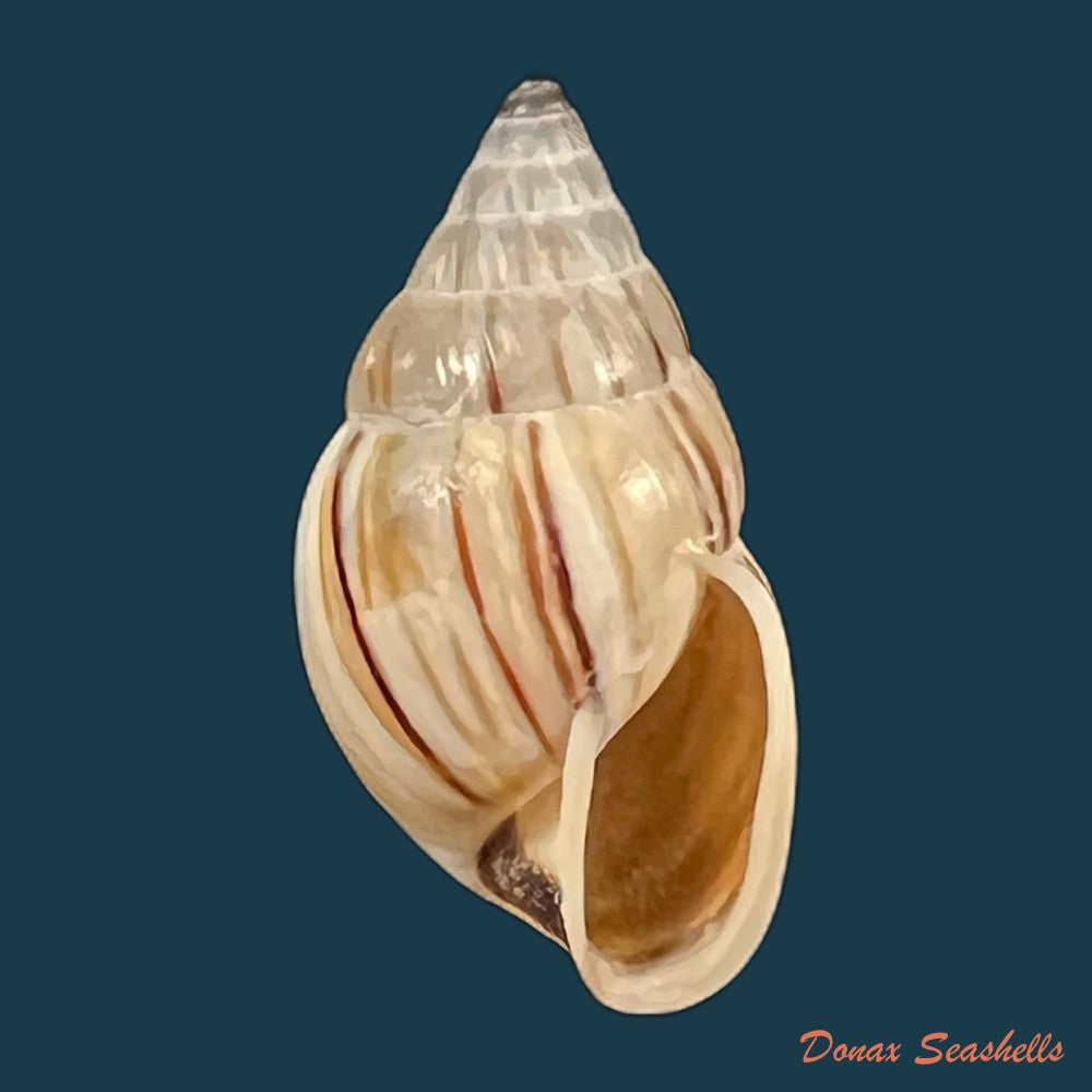 anctus-angiostomus-j-a-wagner-1827-25-5mm-copia