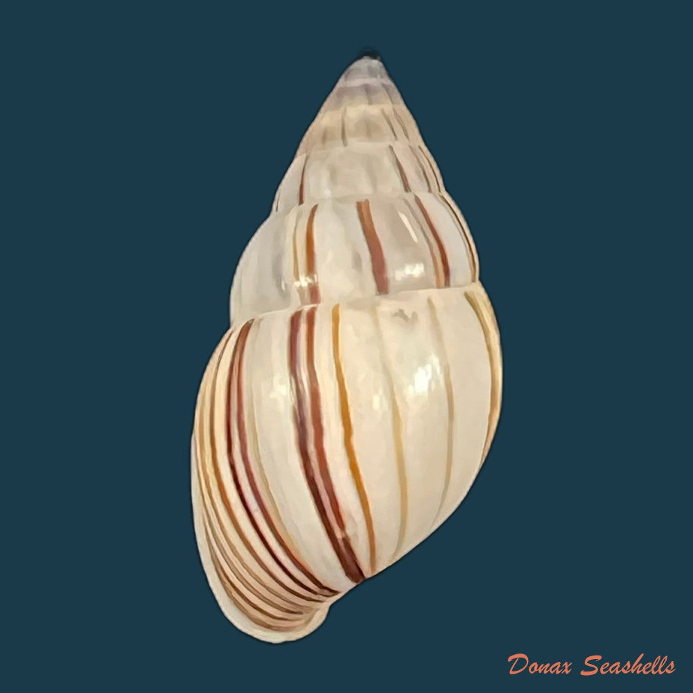 anctus-angiostomus-j-a-wagner-1827-25-6mm-24-3mm-copia