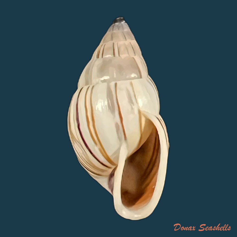 anctus-angiostomus-j-a-wagner-1827-25-6mm-24-3mm-copia