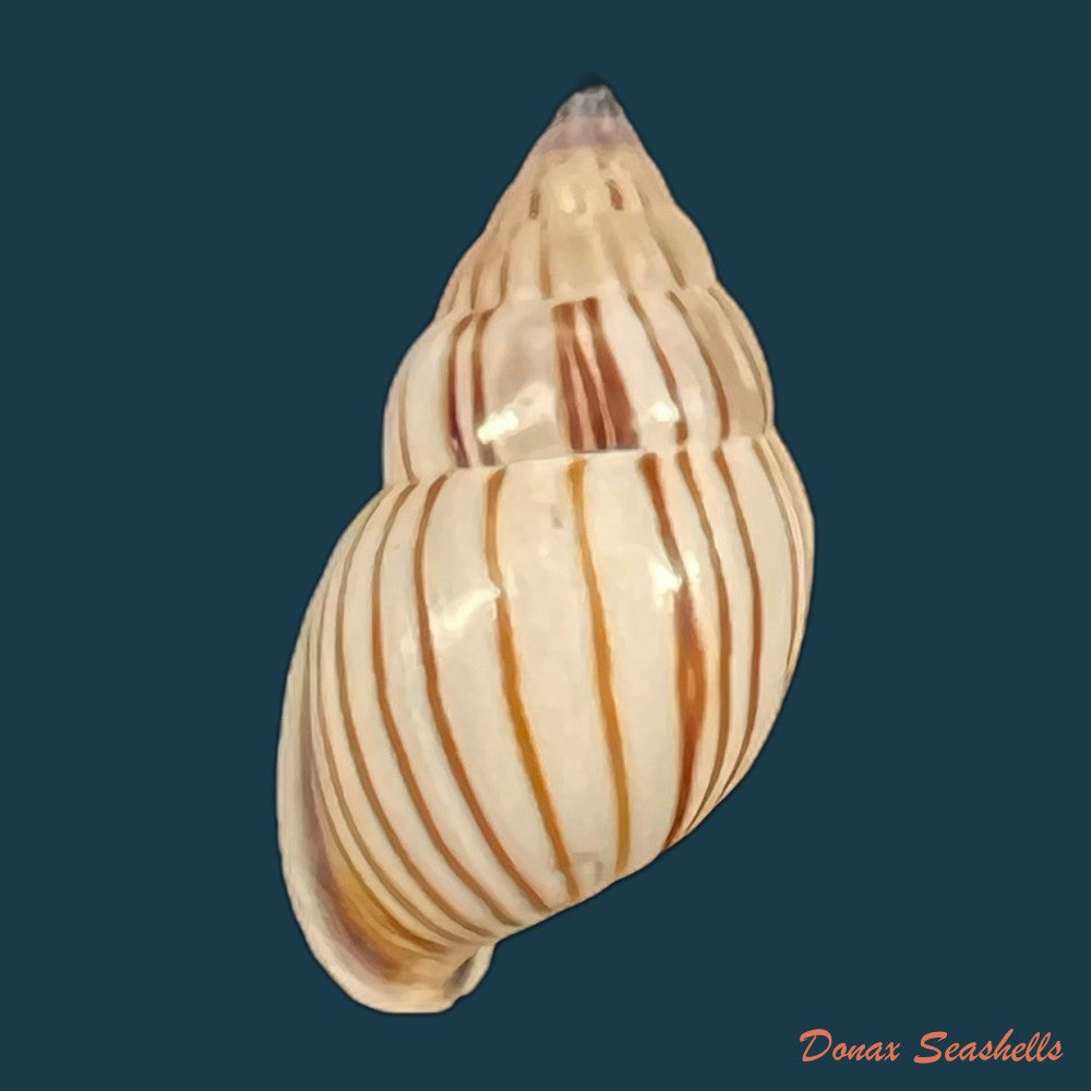 anctus-angiostomus-j-a-wagner-1827-25-6mm-25-5mm-copia