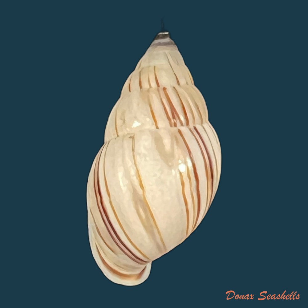 anctus-angiostomus-wagner-1827-24-3mm-copia