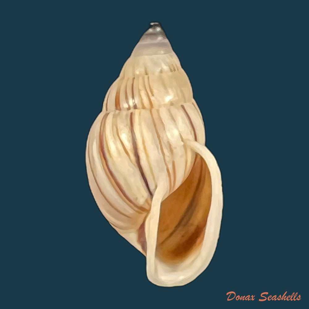 anctus-angiostomus-wagner-1827-24-3mm-copia