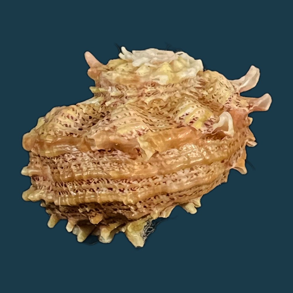 angaria-sphaerula-kiener-1838-24-2mm-copia