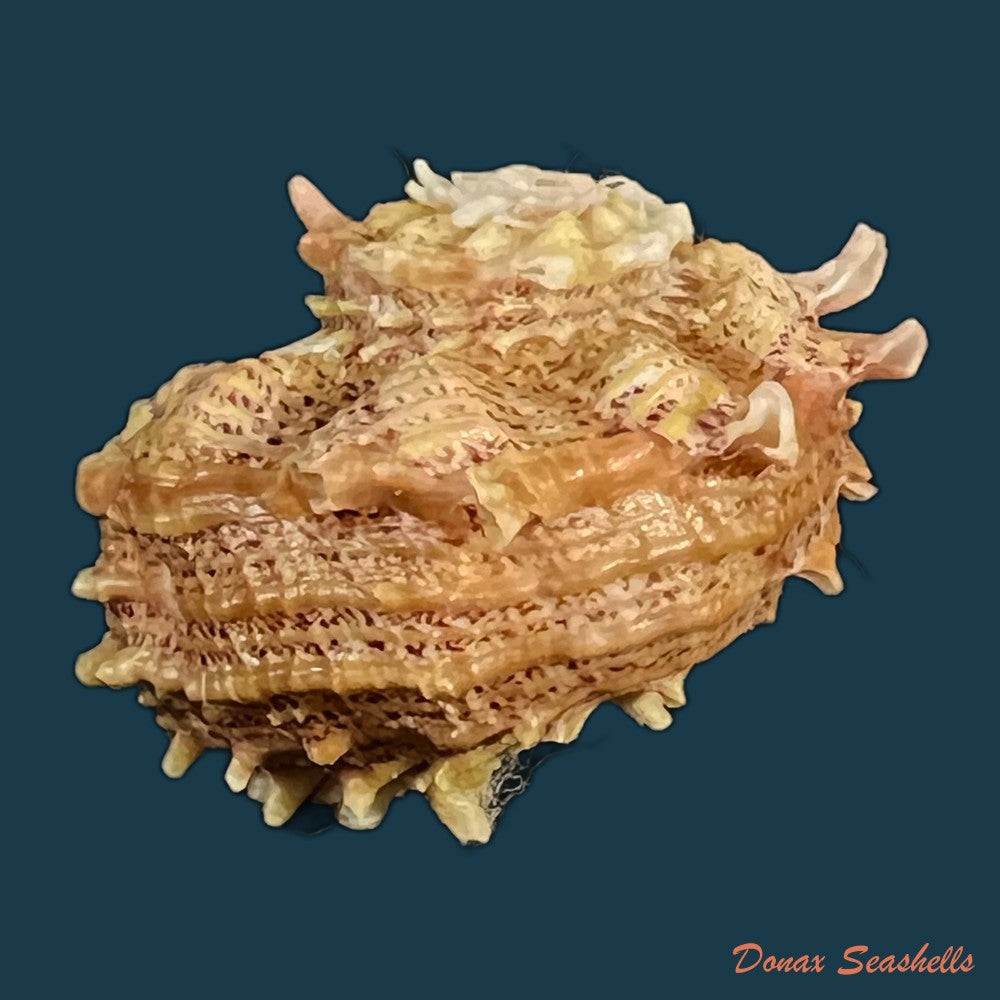 angaria-sphaerula-kiener-1838-24-2mm-copia