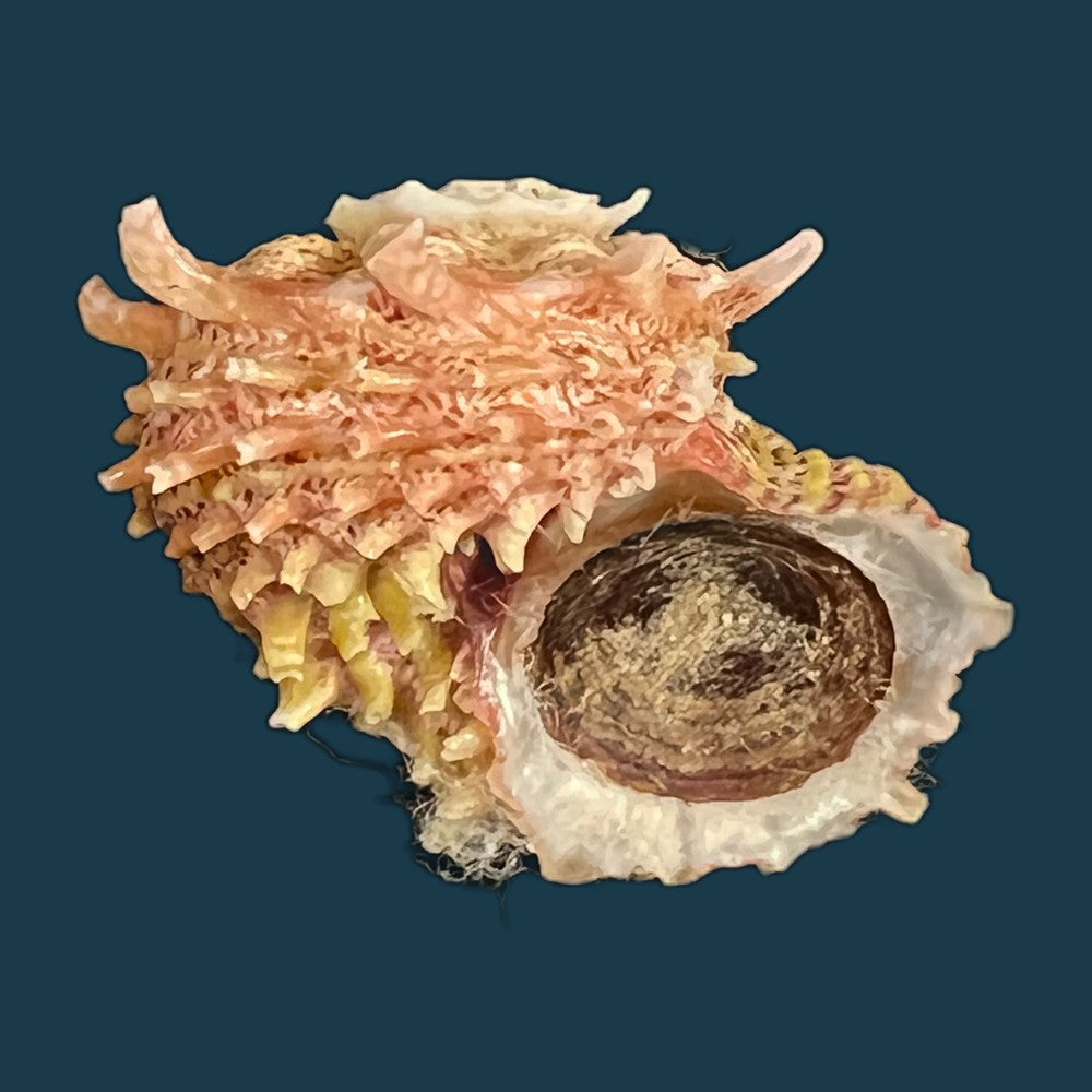 angaria-sphaerula-kiener-1838-24-2mm-copia