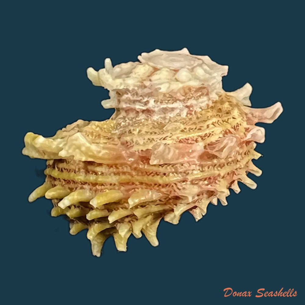 angaria-sphaerula-kiener-1838-27-6mm-copia