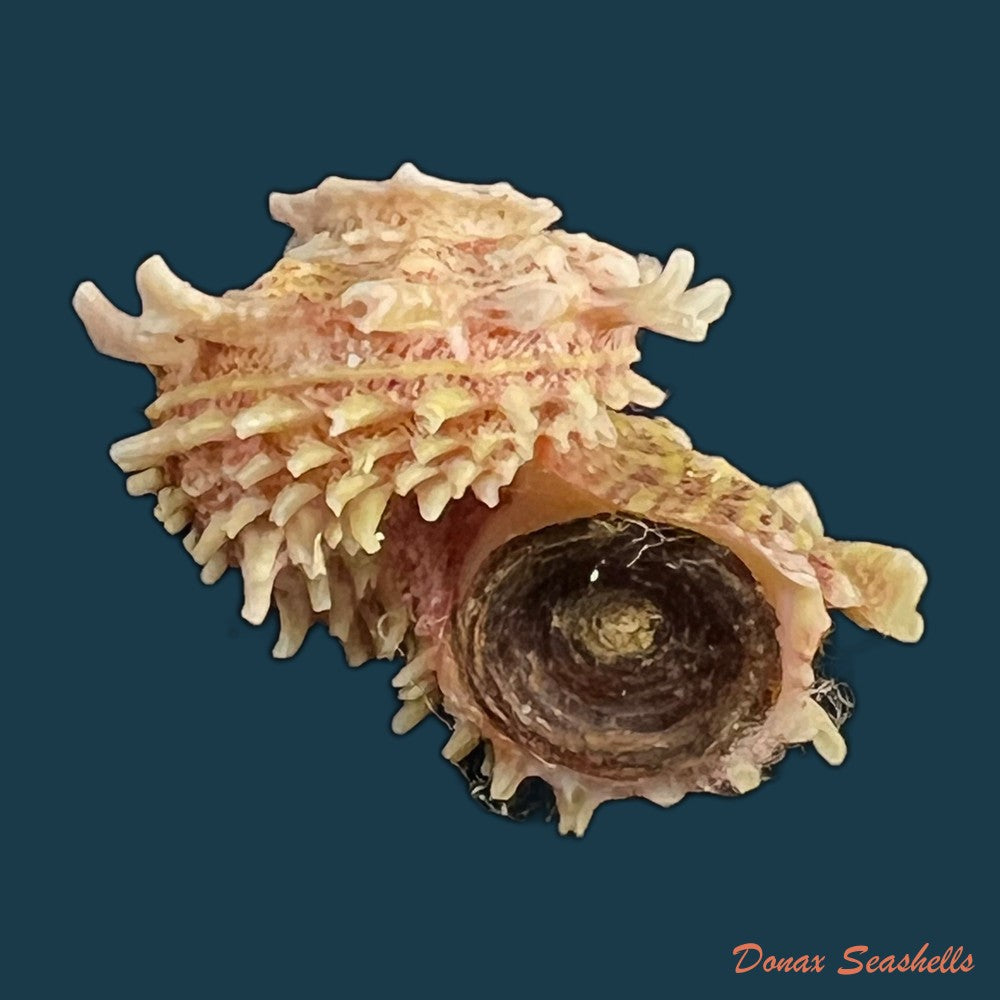 angaria-sphaerula-kiener-1838-27-6mm-copia