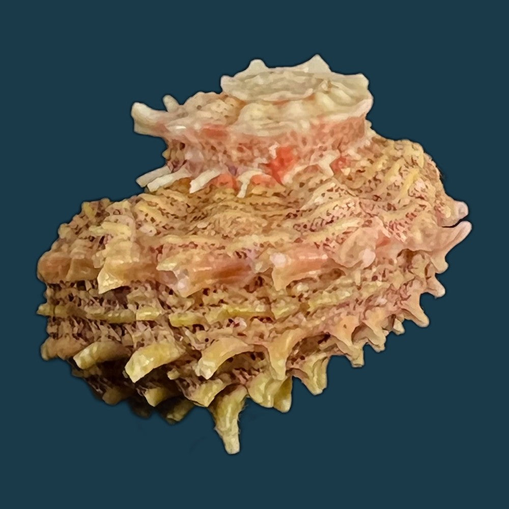 angaria-sphaerula-kiener-1838-28-7mm-copia