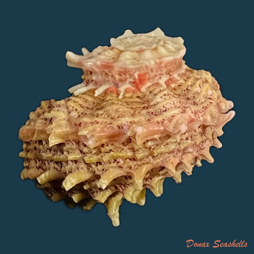 angaria-sphaerula-kiener-1838-28-7mm-copia