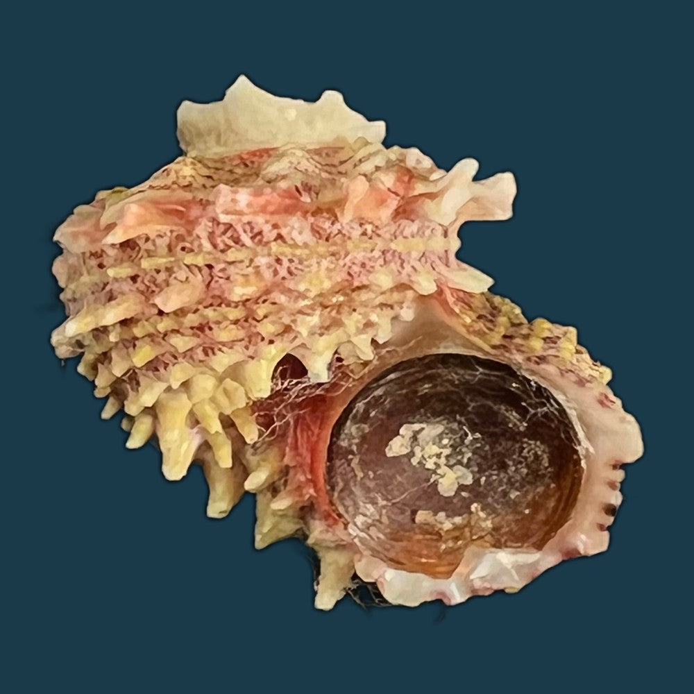 angaria-sphaerula-kiener-1838-28-7mm-copia