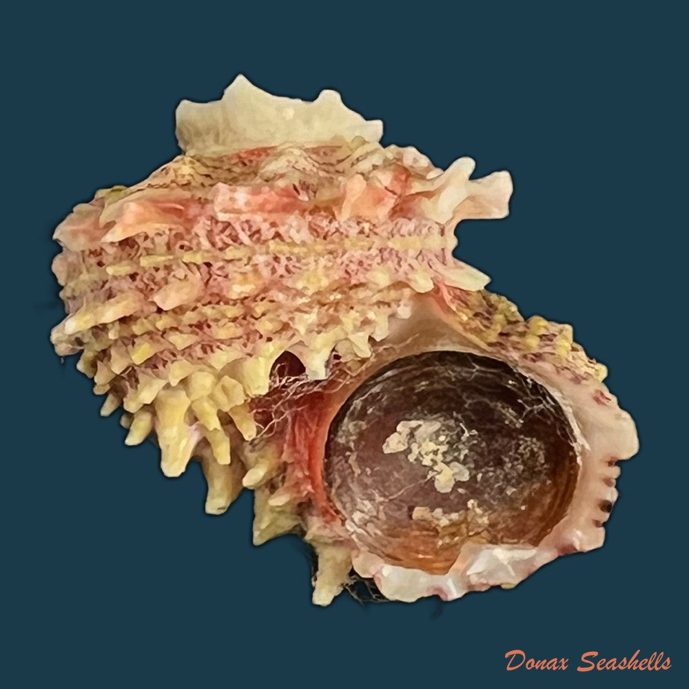 angaria-sphaerula-kiener-1838-28-7mm-copia
