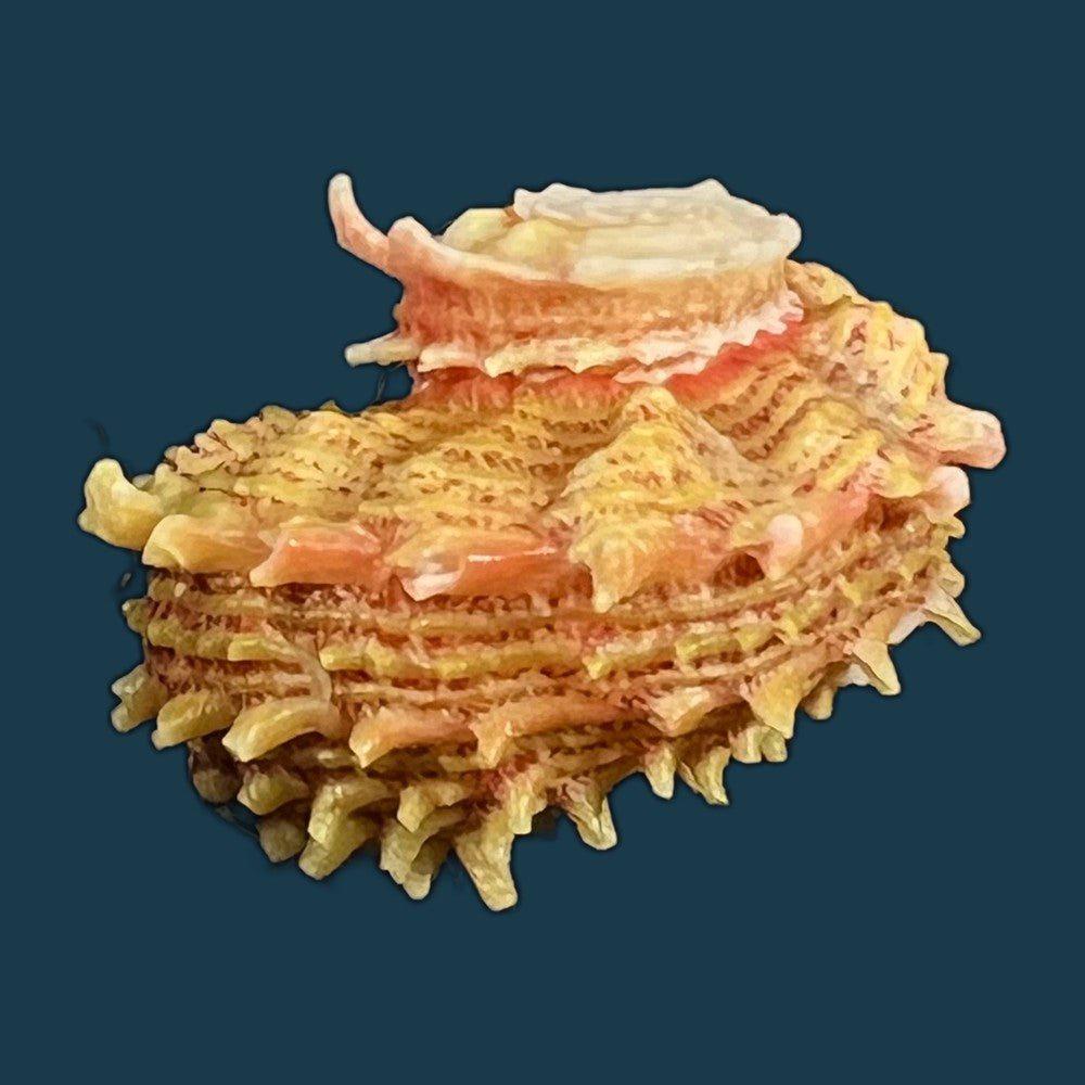 angaria-sphaerula-kiener-1838-30-8mm-copia