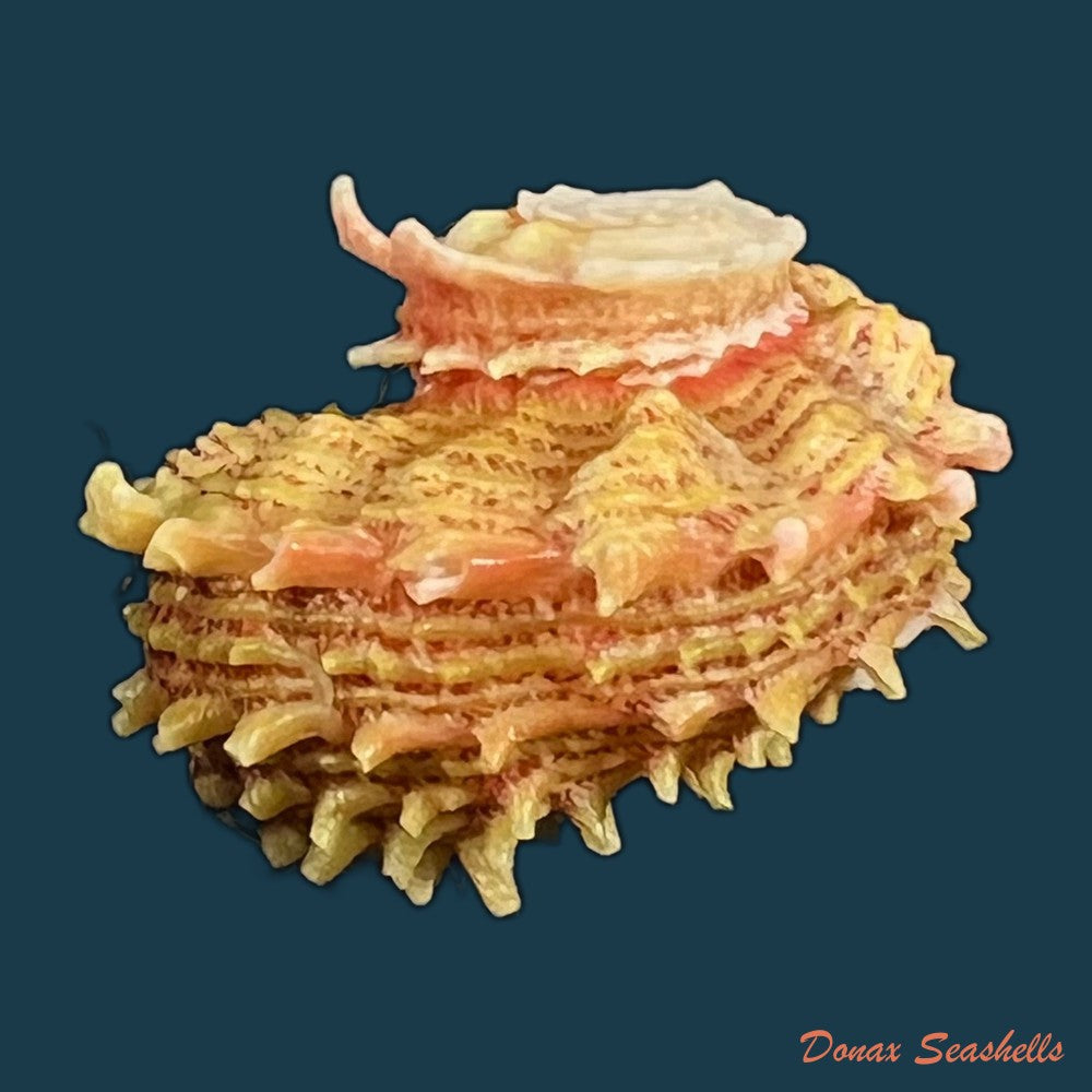 angaria-sphaerula-kiener-1838-30-8mm-copia