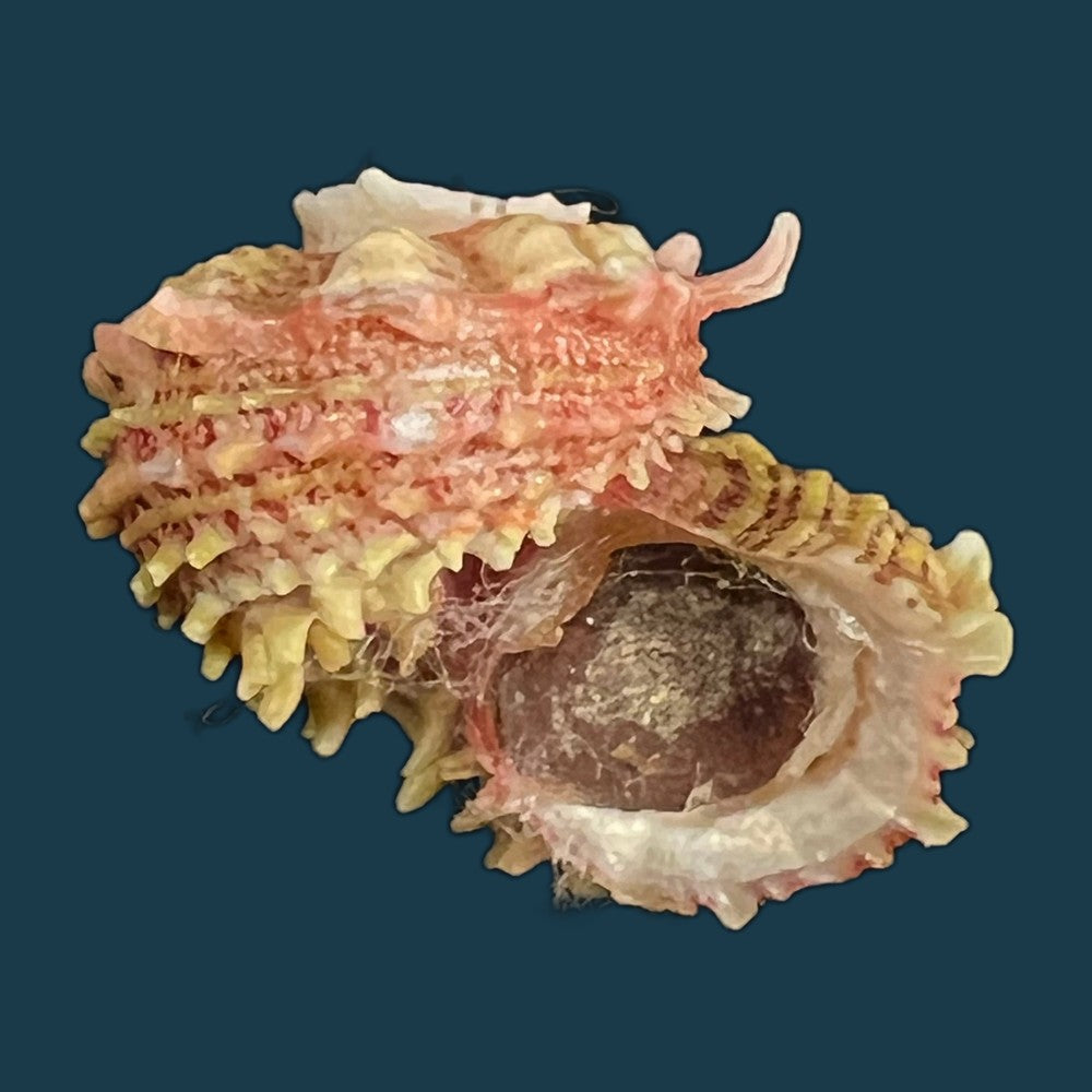 angaria-sphaerula-kiener-1838-30-8mm-copia